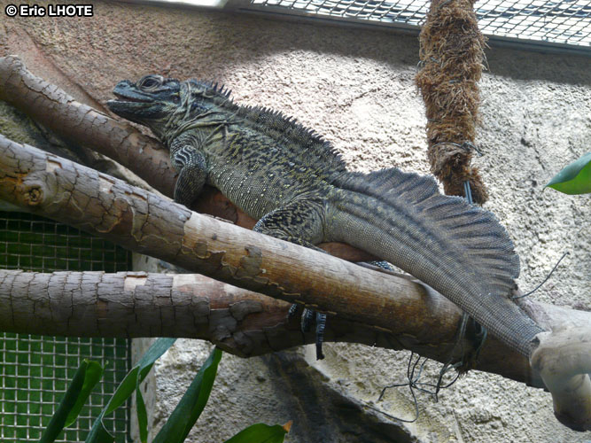Iguane