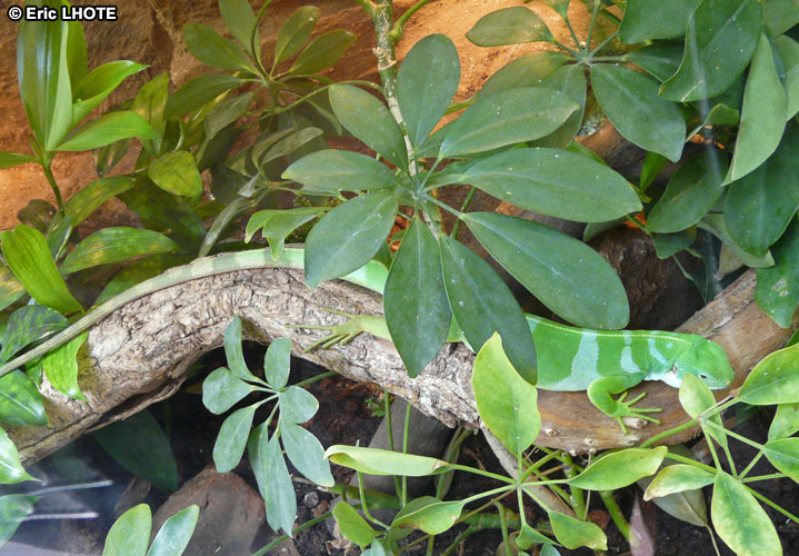 Iguane