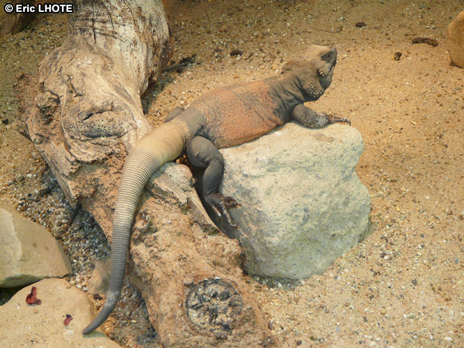 Iguane