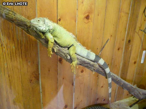 Iguane