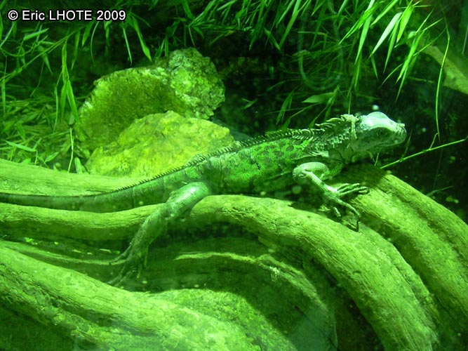Iguane