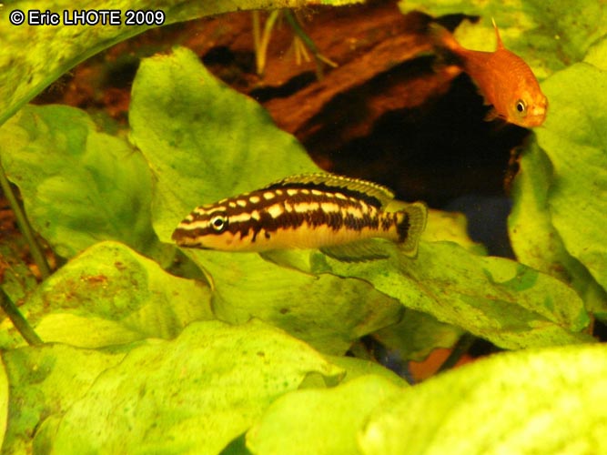 Julidochromis