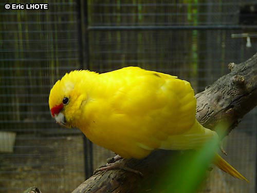 Kakariki Ã  front jaune