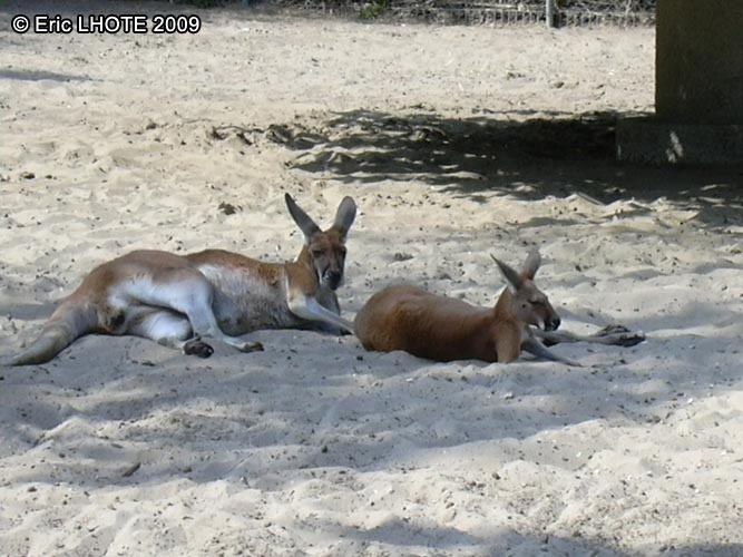 Kangourous