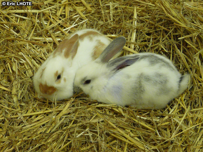 Lapins