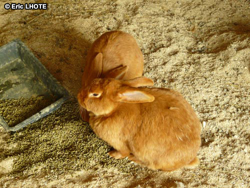 Lapins