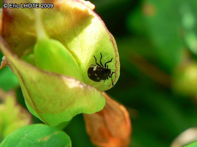 Larve de coccinelle