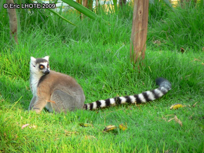 Lemur catta
