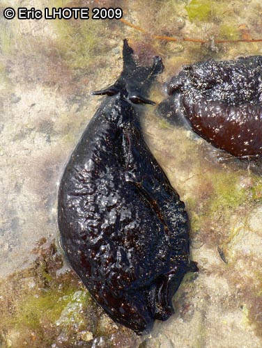 Limace concombre de mer