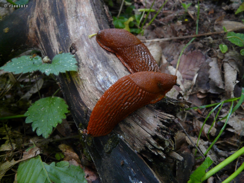 Limaces rouges