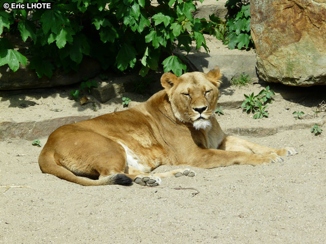 Lionnes
