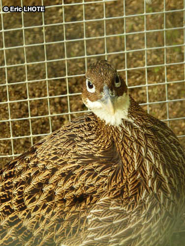 Lophophore femelle