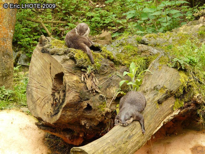 Loutre d'Europe