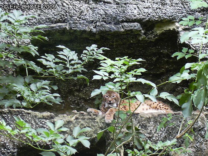 Lynx