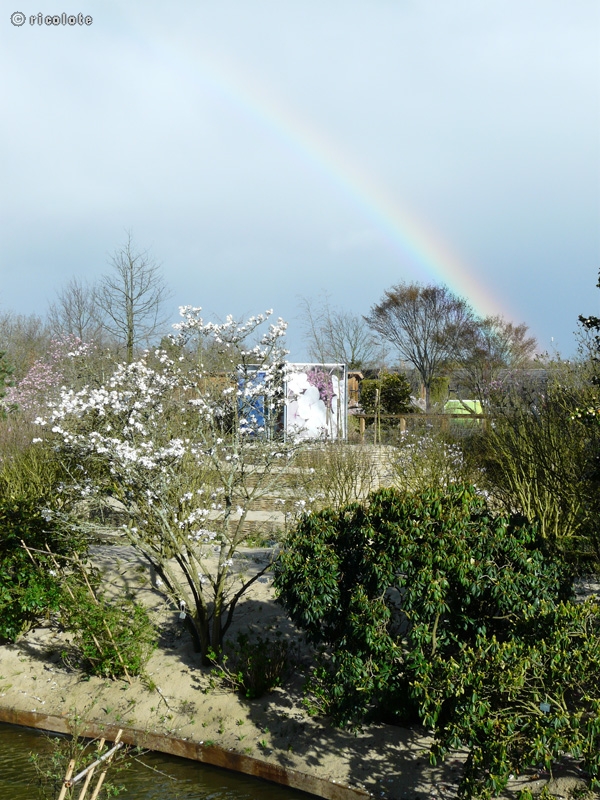 Magnolia arc-en-ciel