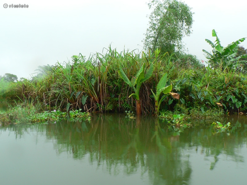 Mangrove