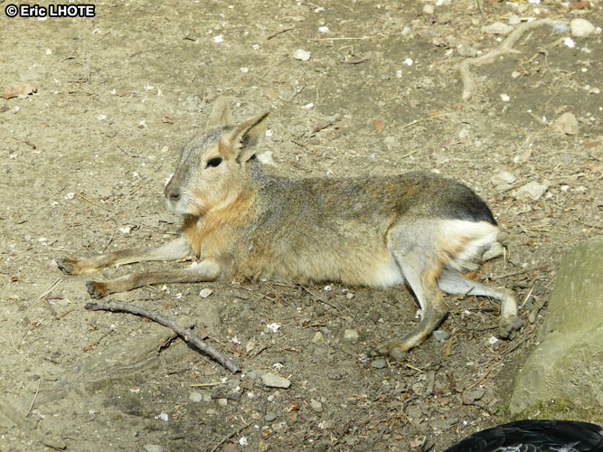 Mara