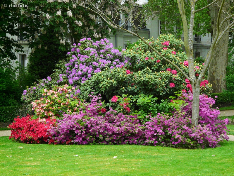 Massif de rhododendrons