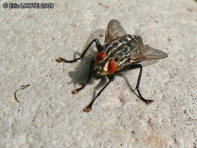 Mouche