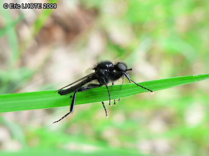 Mouche de la Saint Marc