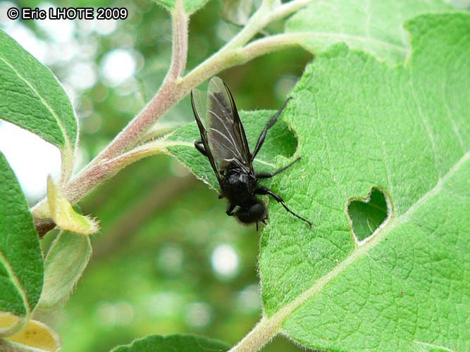 Mouche de la Saint Marc
