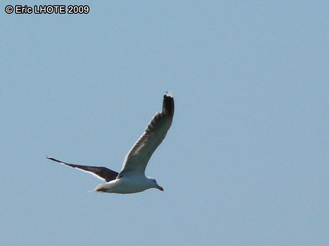 Mouette