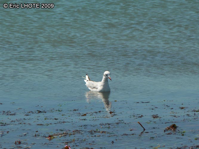 Mouette