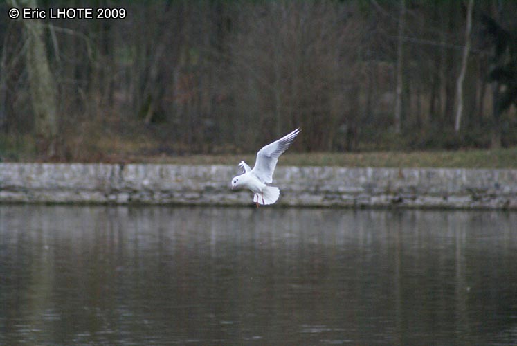 Mouette rieuse