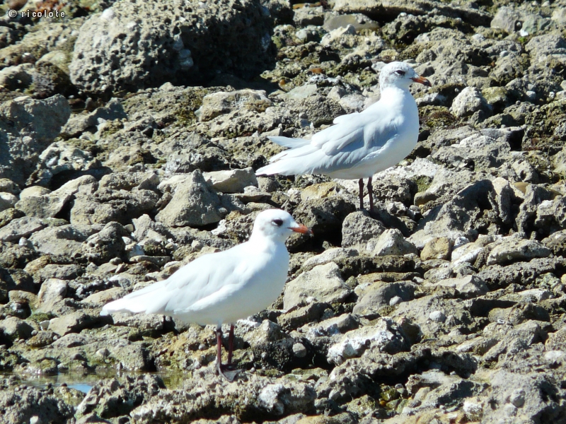 Mouettes rieuses