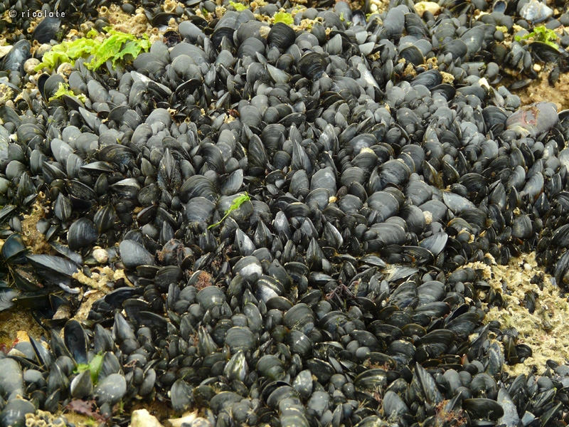 Moules