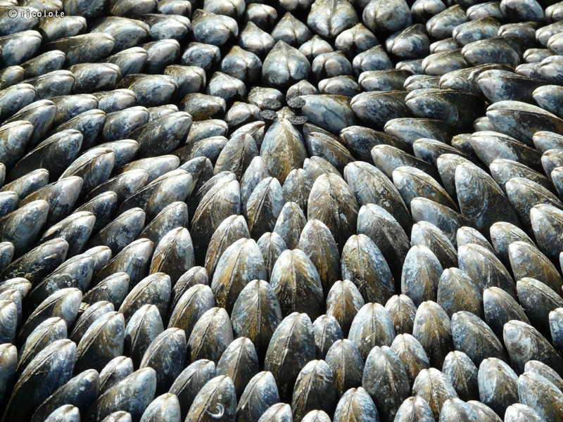 Moules (Ã©clade)