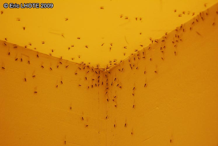 Moustiques