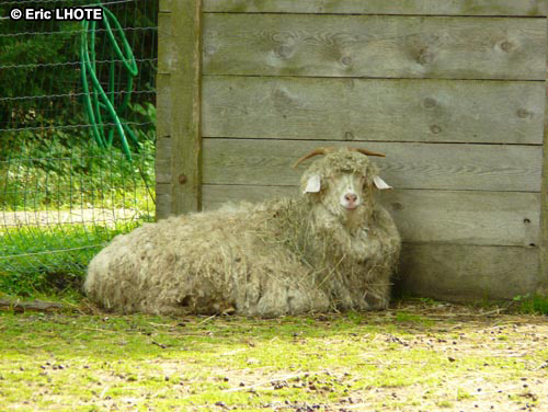 Mouton