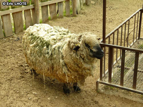 Mouton mÃ©rinos