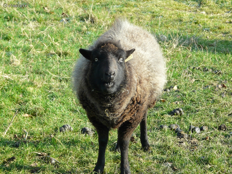 Mouton noir
