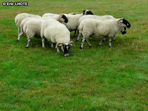 Moutons