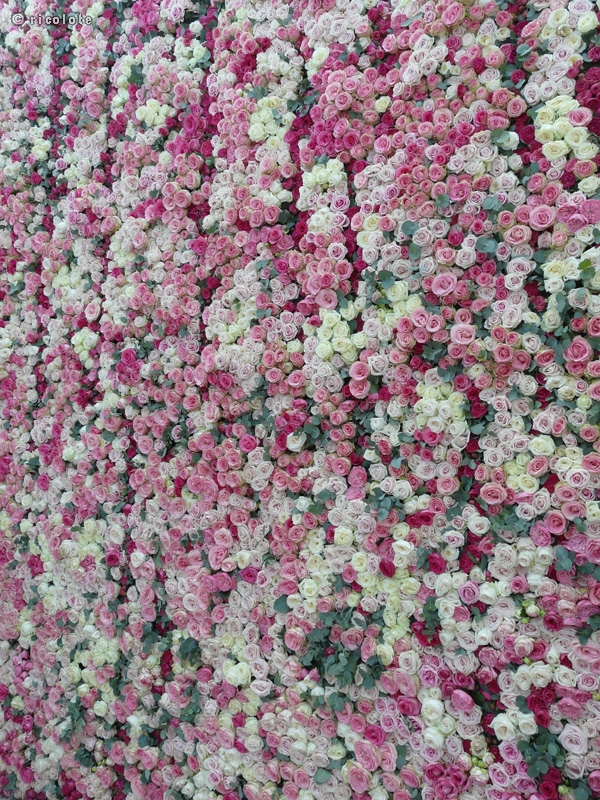 Mur de roses coupÃ©es