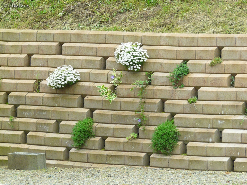 Mur de soutÃ¨nement plantÃ© de vivaces