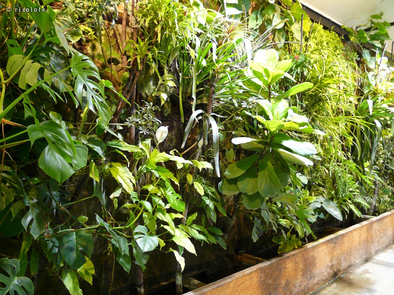 Mur vÃ©gÃ©tal tropical