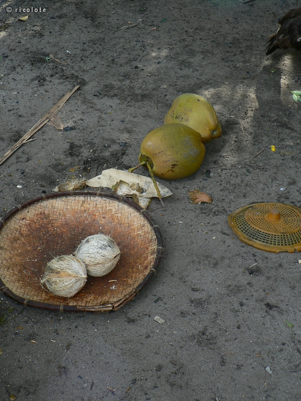 Noix de coco