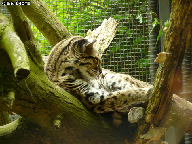 Ocelot
