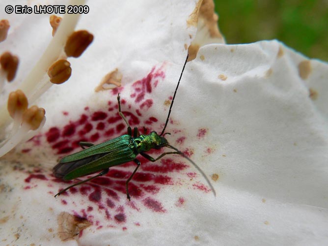 Oederma nobilis