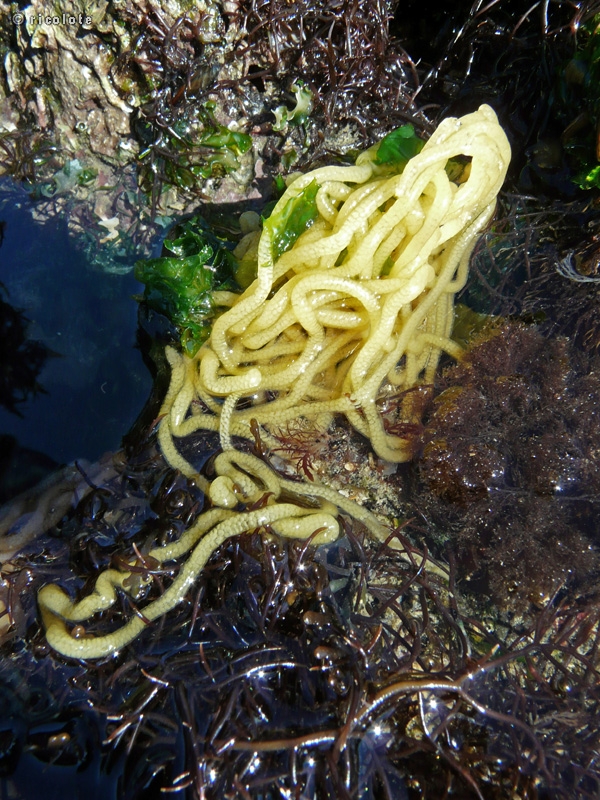 Oeufs de concombre de mer