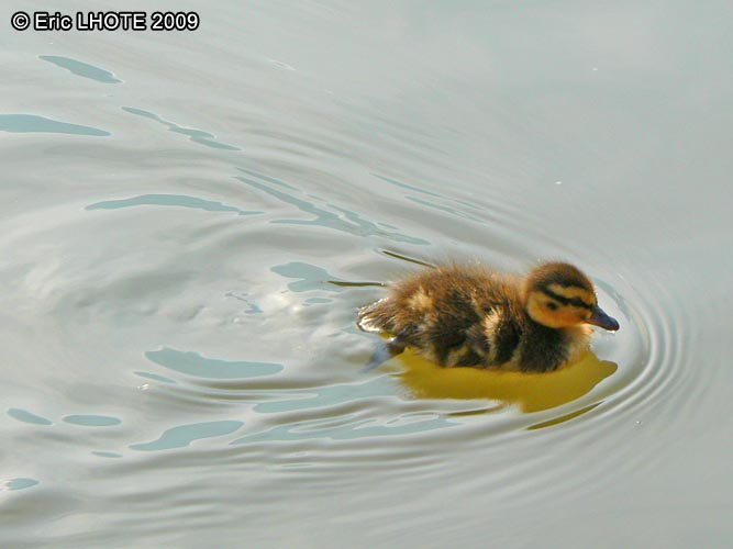 Oisillon canard