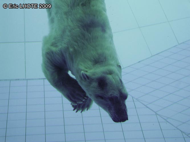 Ours polaire
