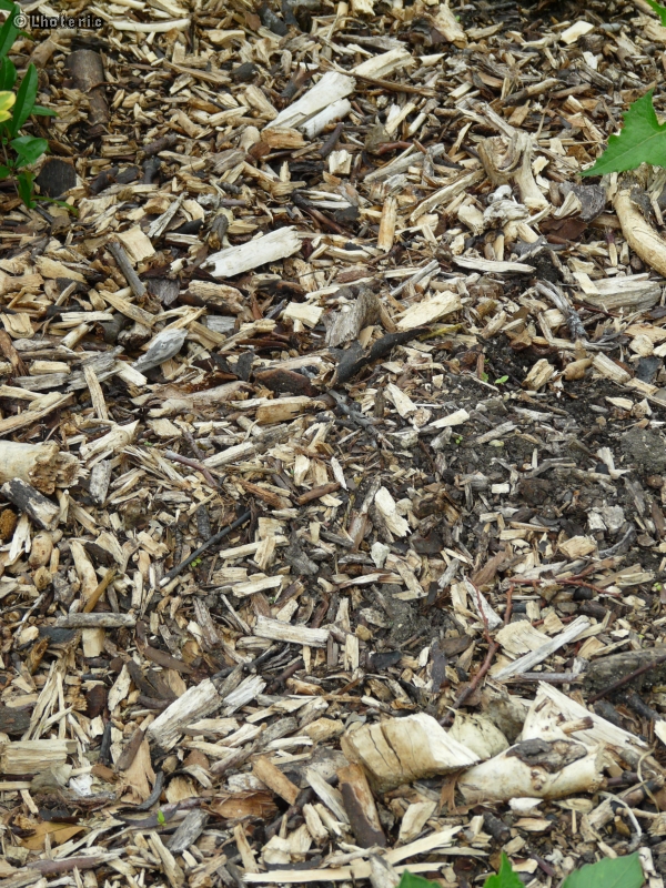 Paillage bois ramÃ©al fragmentÃ©