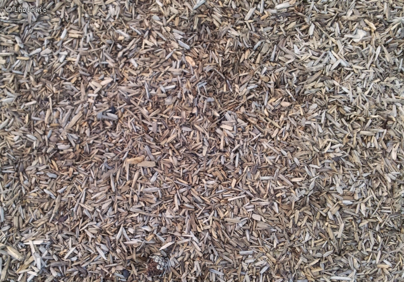 Paillage de copeaux de bois blanc