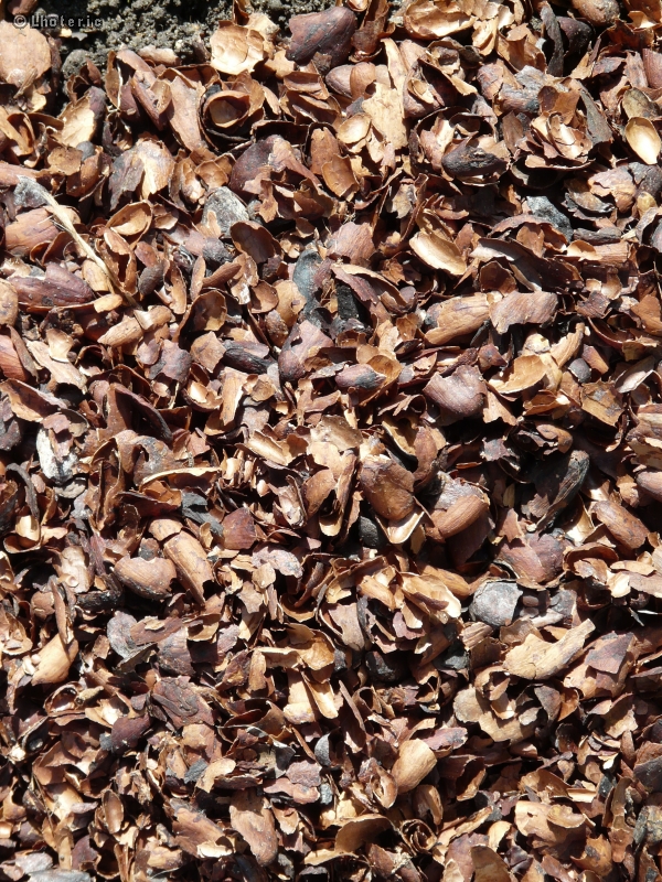 Paillage de cosse de cacao