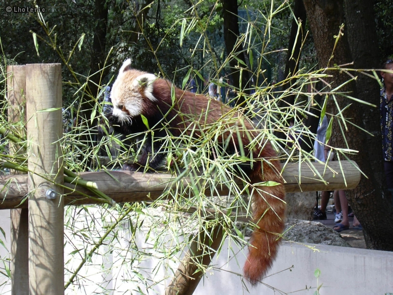 Panda roux