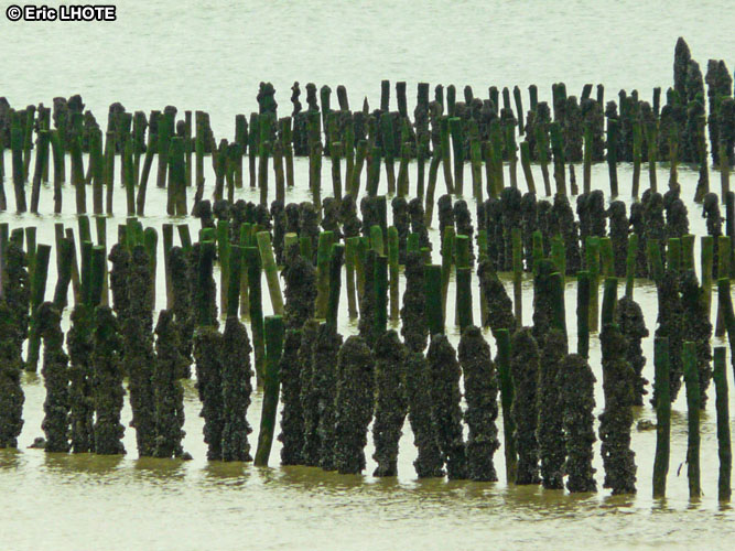Parc Ã  huÃ®tres